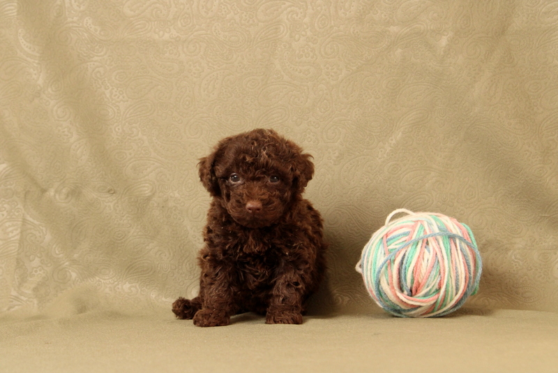 puppy, for, sale, Toy Poodle, Matthew B. Stoltzfus, dog, breeder, Gap, PA, dog-breeder, puppy-for-sale, forsale, nearby, find, puppyfind, locator, puppylocator, aca
